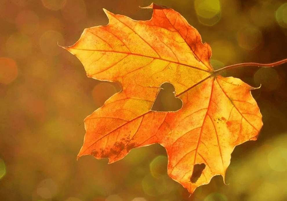 Equinoxe : début de l'automne astronomique et calendaire ce 23 septembre