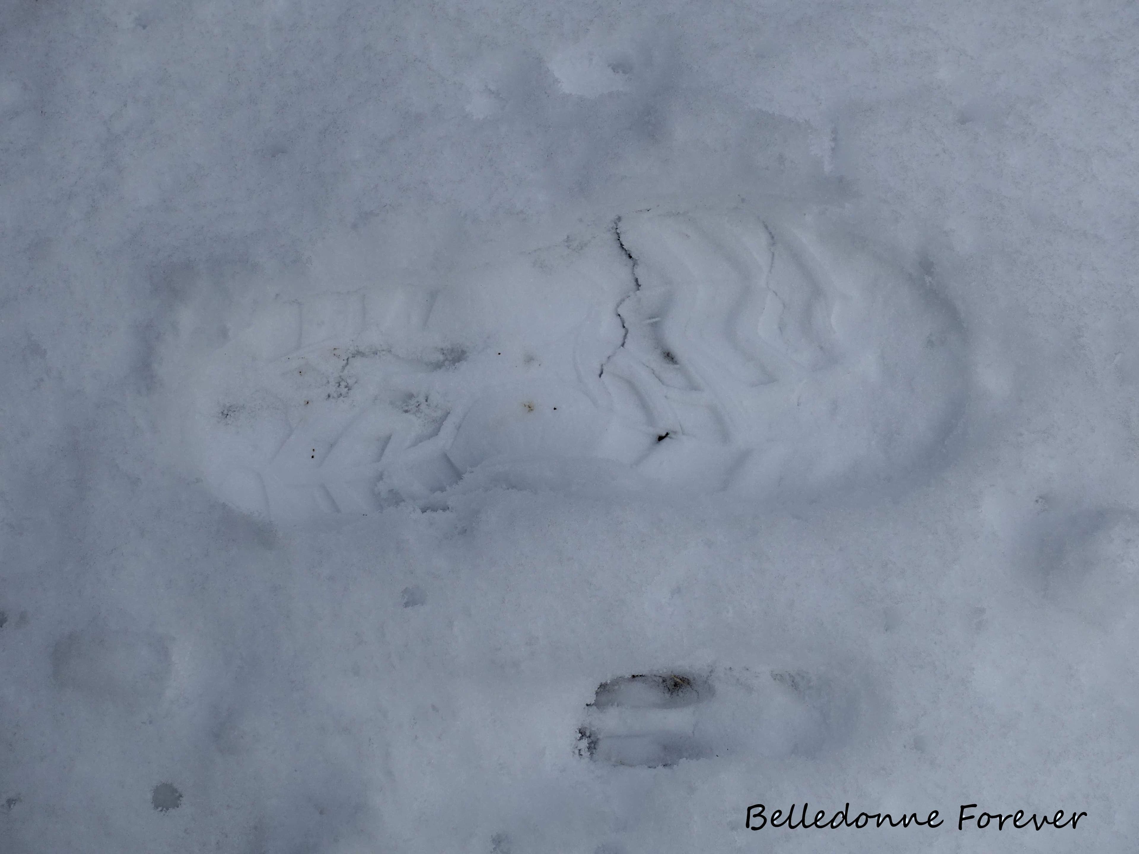 Malgré le loup il reste beaucoup de chevreuils - tout va bien A.P.