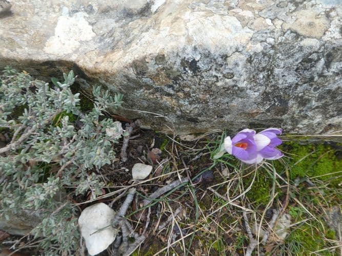 crocus fleuris à 800 m d'altitude