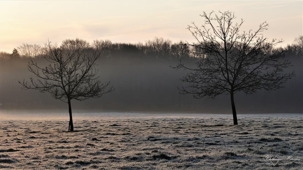 Givre et brume.