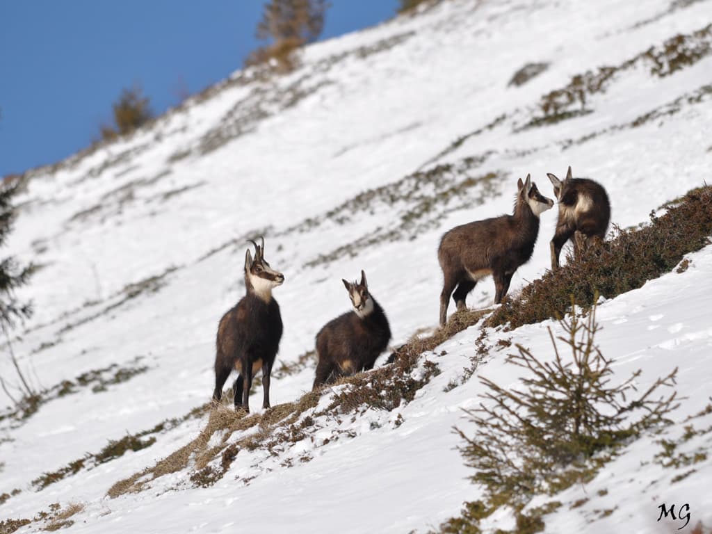 Chamois de  Chartreuse  !!!