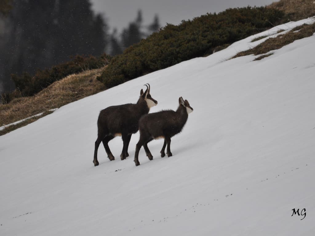 Tendresse hivernale en Chartreuse !!!