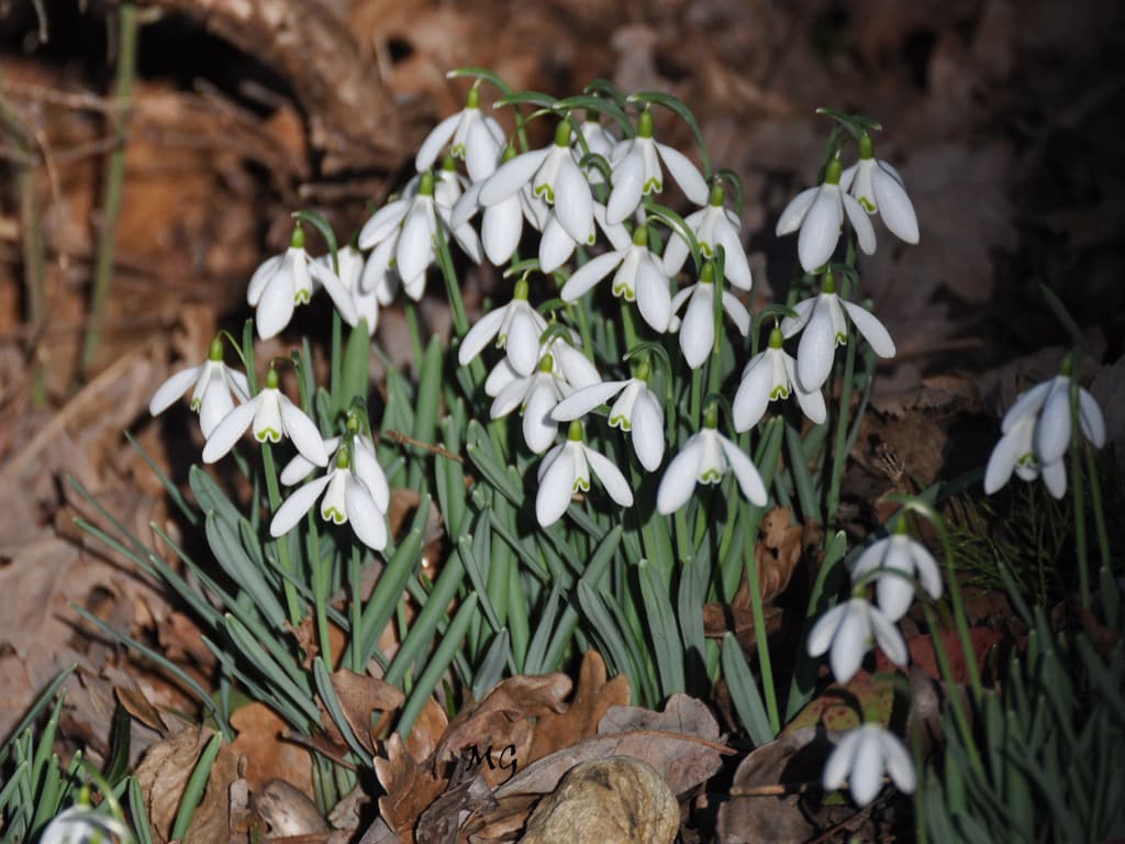 Drôle d'hiver ... perce neige ...sans neige !!!
