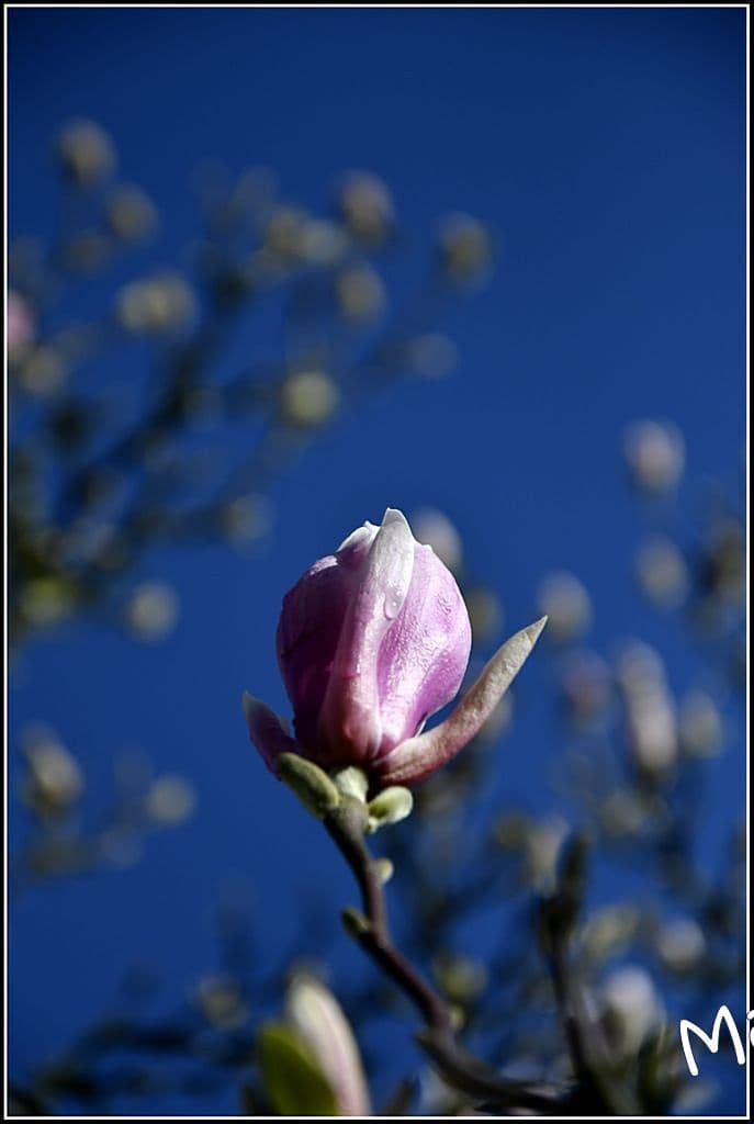 Magnolia qui démarre