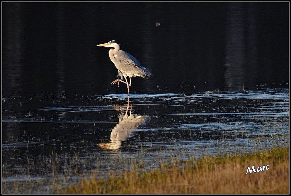 Héron bienvenu avant le lever du soleil