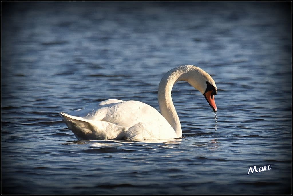 Majestueux Cygne