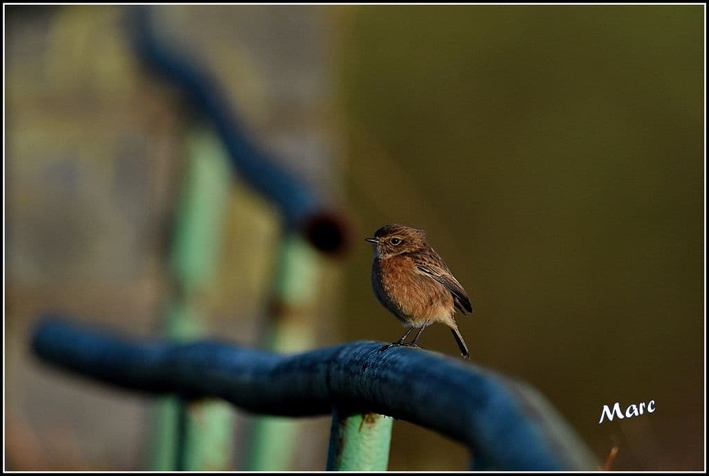 Passereau peu farouche