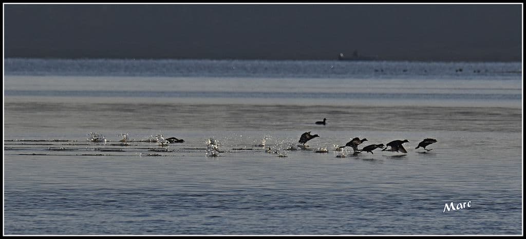 les poules d'eaux se démènent