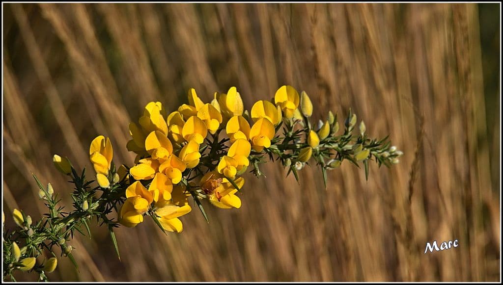 Ajonc en lumière, au bord de l'eau