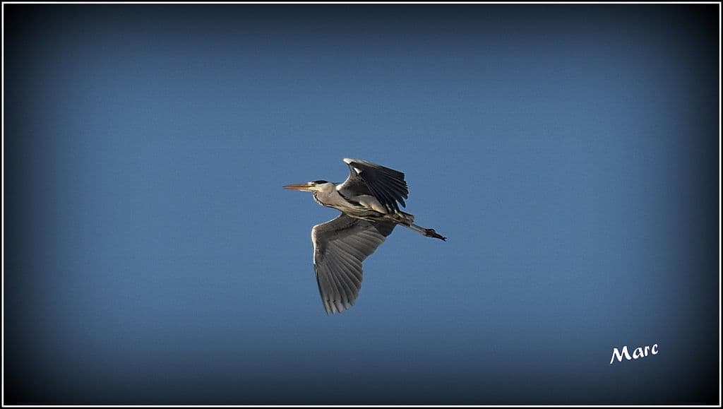 Héron en mal de nourriture