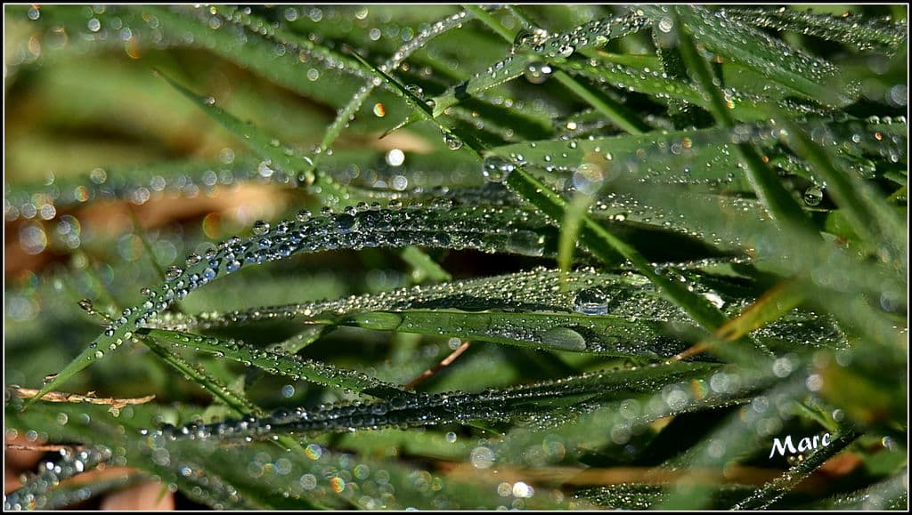 La rosée...s'empare des brins d'herbes