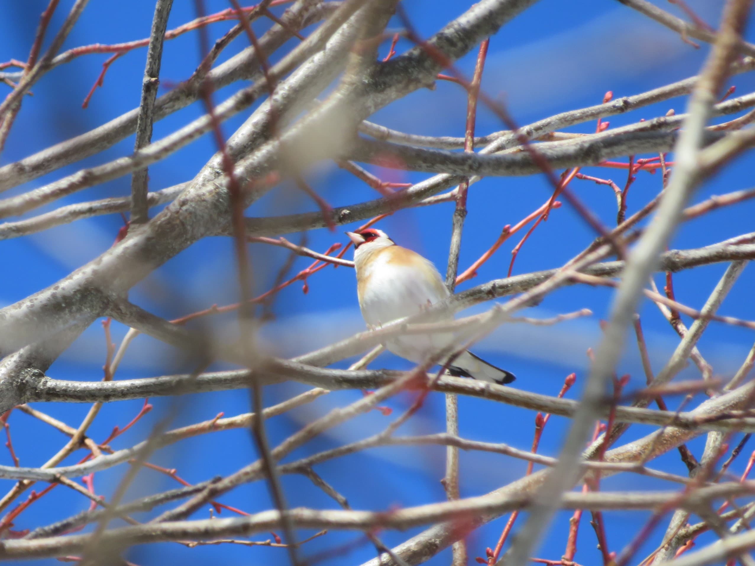 Ciel bleu pour élégant chardonneret