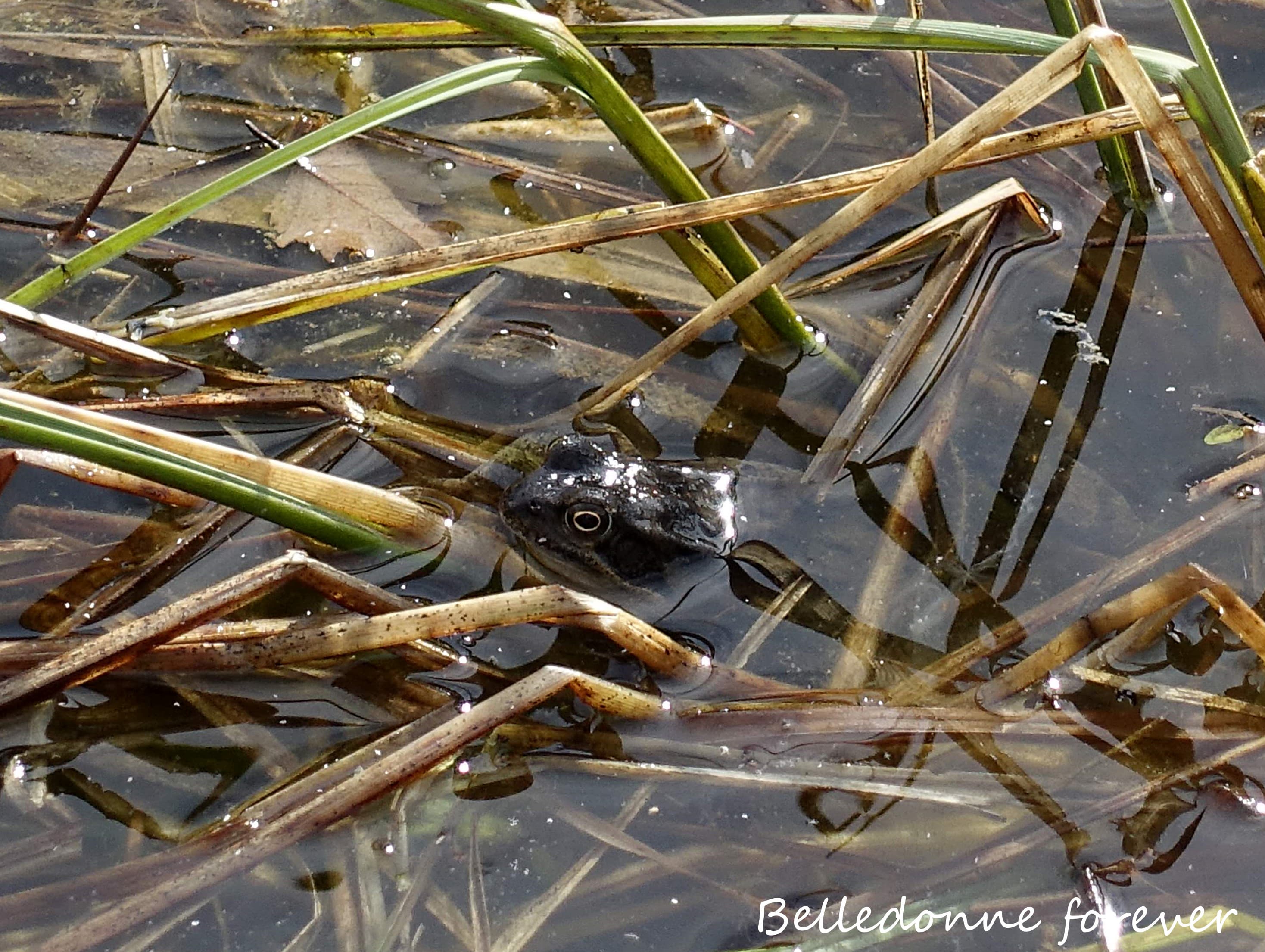 Étang de Seiglières 1100m normalement en février on traverse en ski ... il y a aussi du pollens de bouleau  A.P.