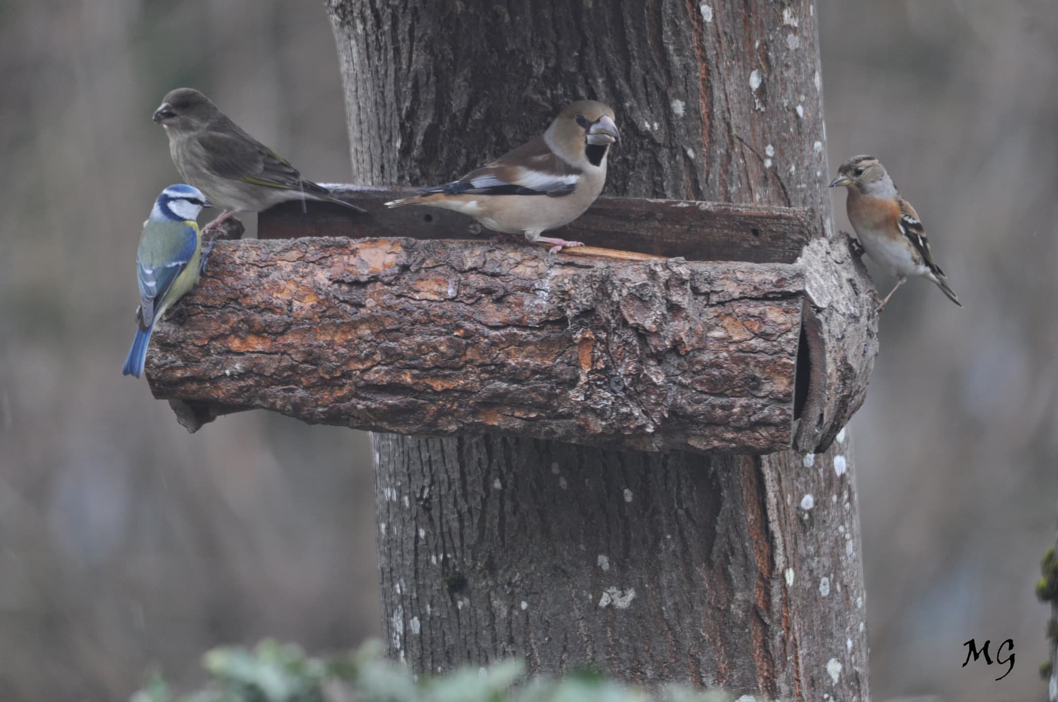 Protégeons les oiseaux des jardins !!!