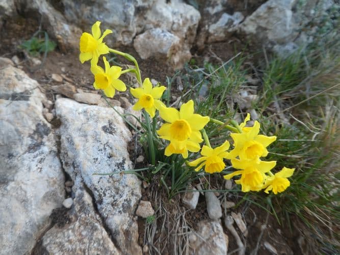 narcisses de requiem