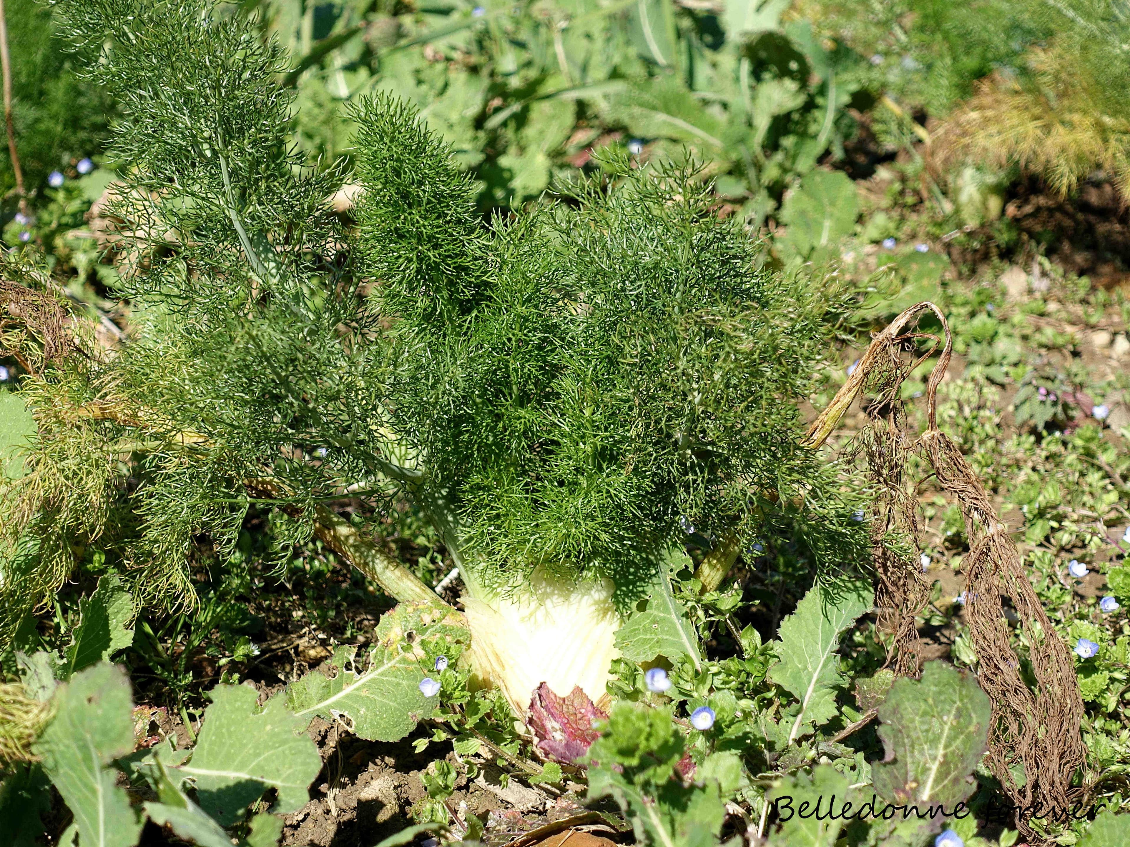 Hiver très doux sans de grosses gelée les fenouils ont poussés (bien bon) A.P.