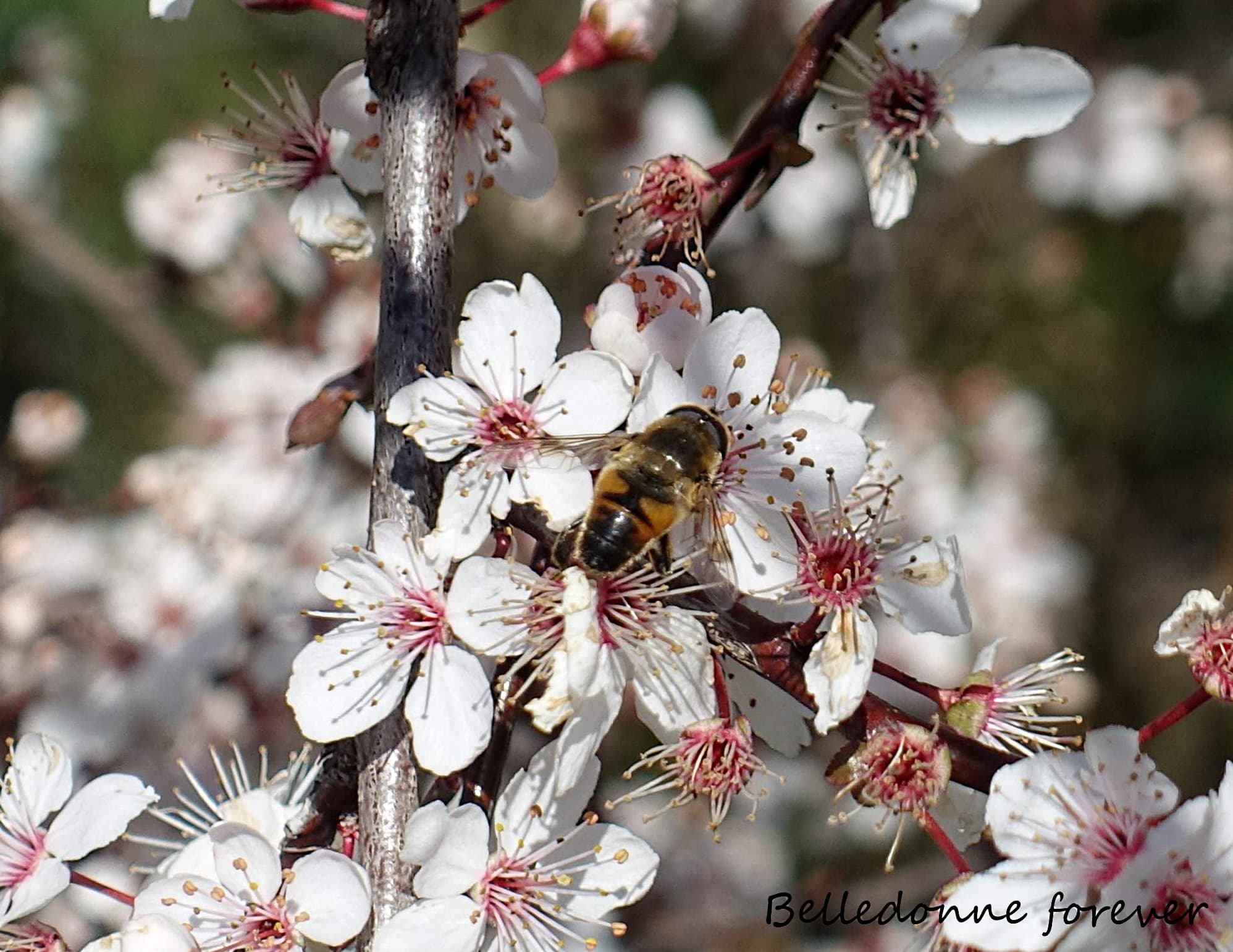 Dimanche bien chaud A.P.