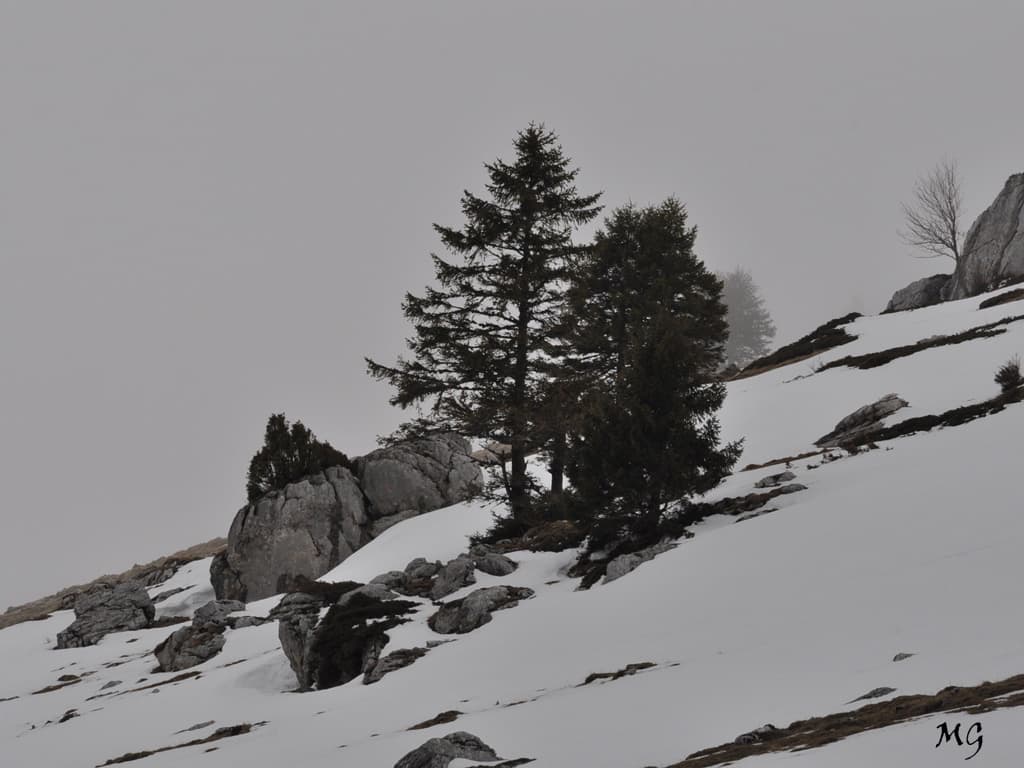 En noir ... et blanc ambiance sous le brouillard !!!