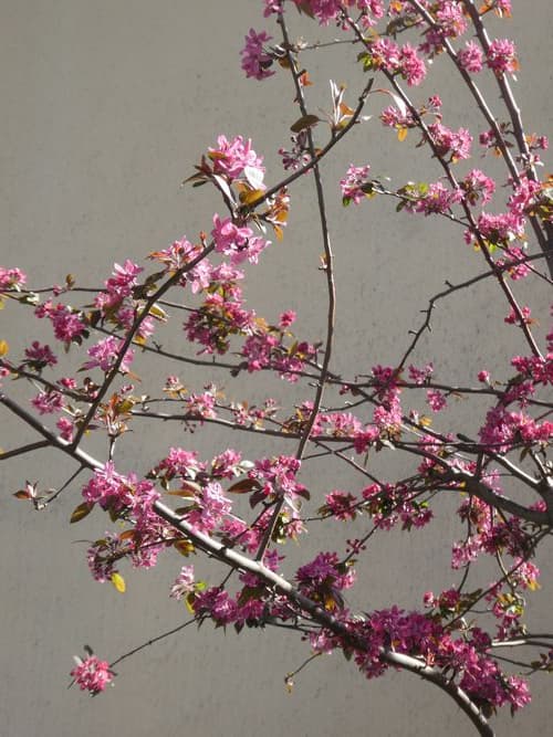 un peu de grâce dans une période tourmentée