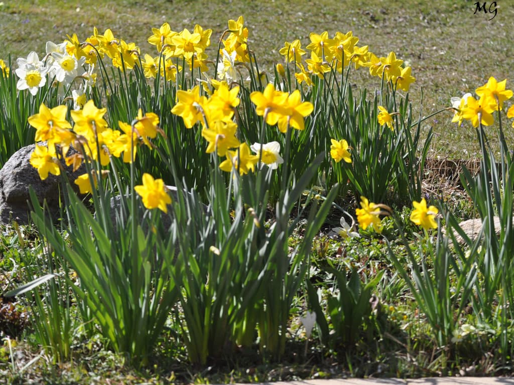Bouquet de fleurs et d'espoir pour tous en ces temps difficiles. Merci à tous les soignants .