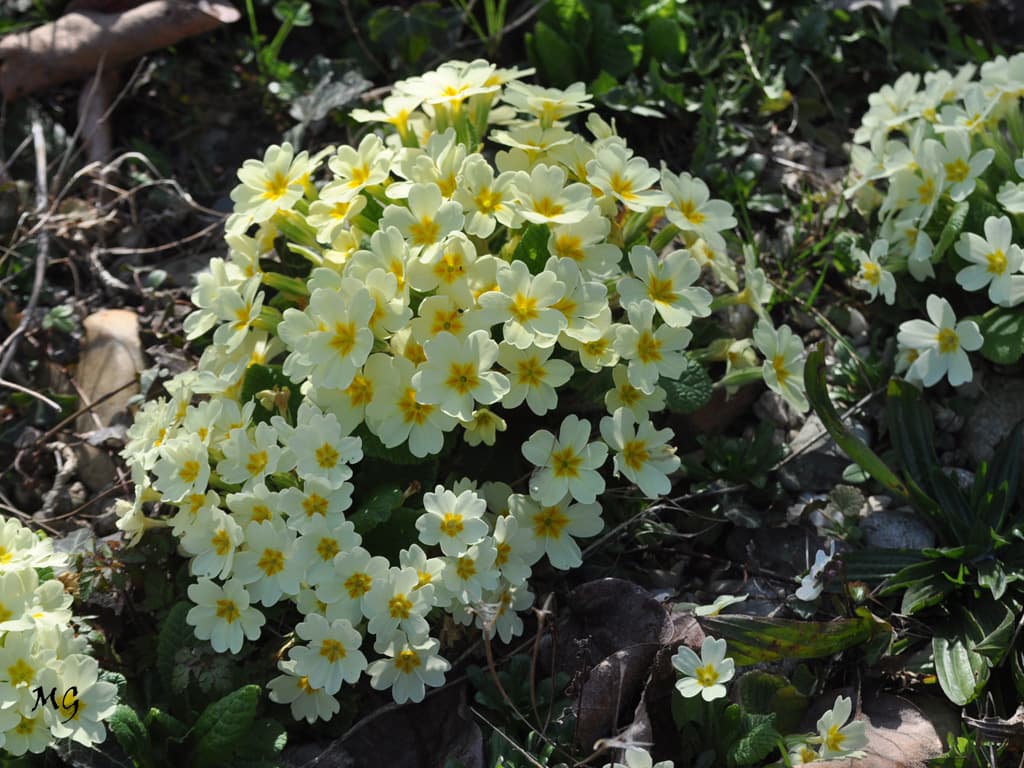 Bouquet plein d'espoir en cette période pleine de doute !!!