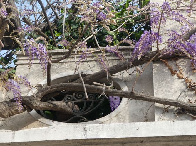 voyage serpentin de la glycine