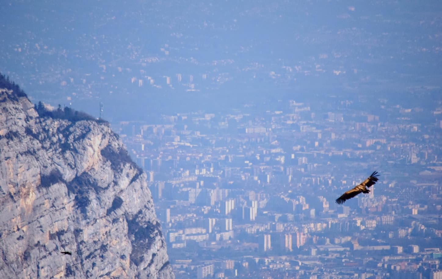 Vautour fauve au Sud de l'agglomeration de Grenoble
