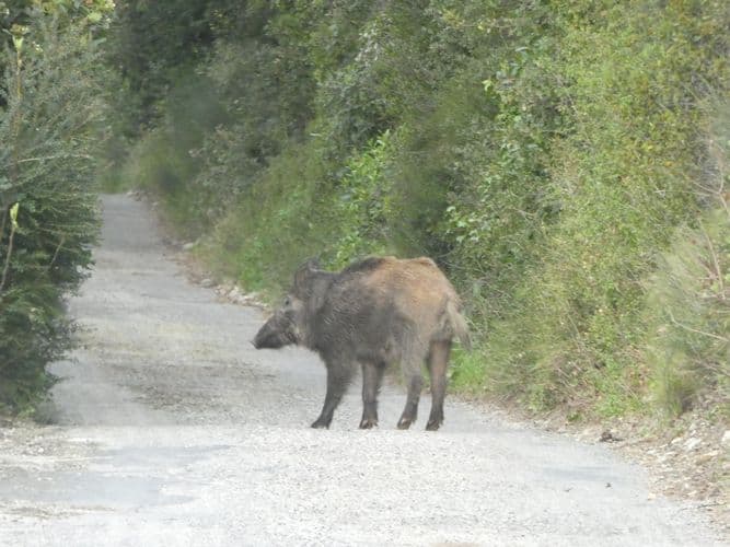 Sanglier tout près de la ville