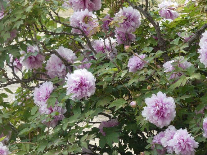 Beauté dans un jardin