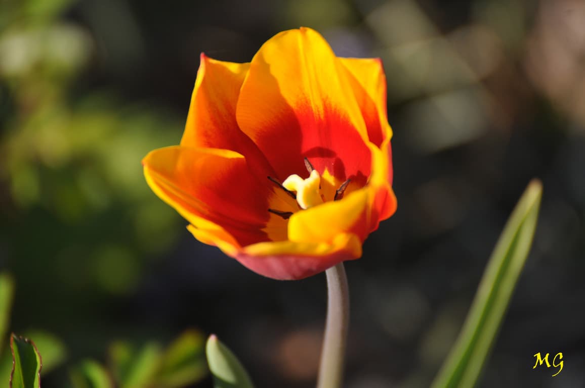 J'offre cette tulipe à tous les psrsonnes qui luttent pour sauver des vies !!!