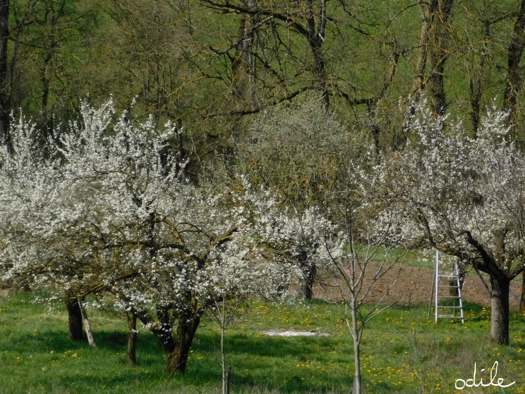 Le printemps s'installe