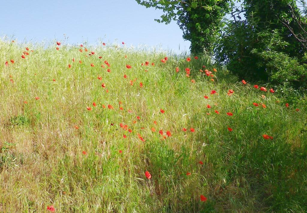 Gentils coquelicots nouveaux ......