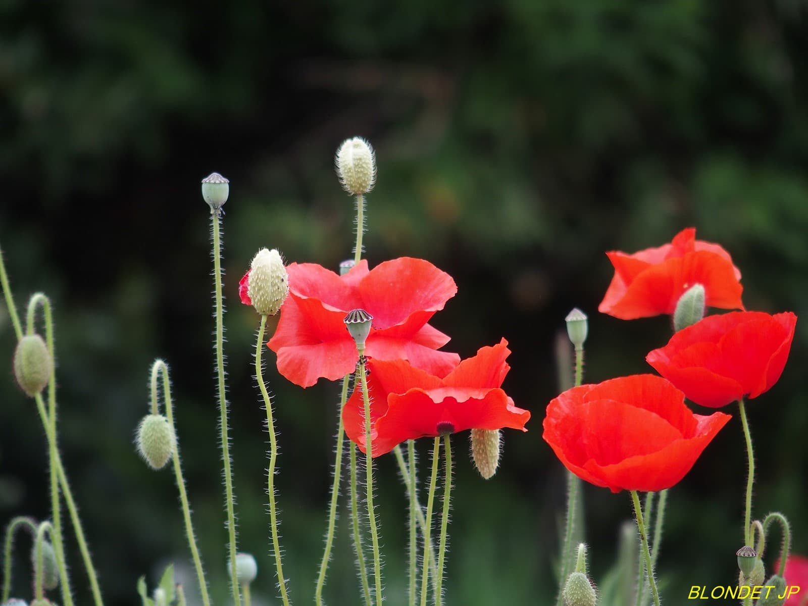 Coquelicots