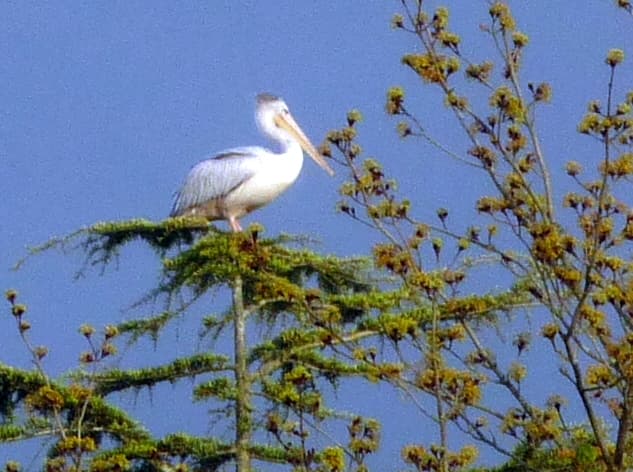 Un pélican ???