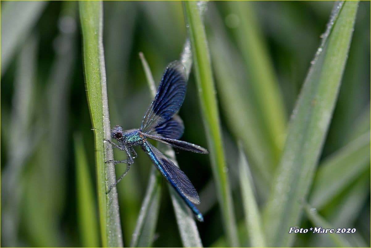 Première libellule qui attend le soleil pour se débarrasser de la rosée matinale