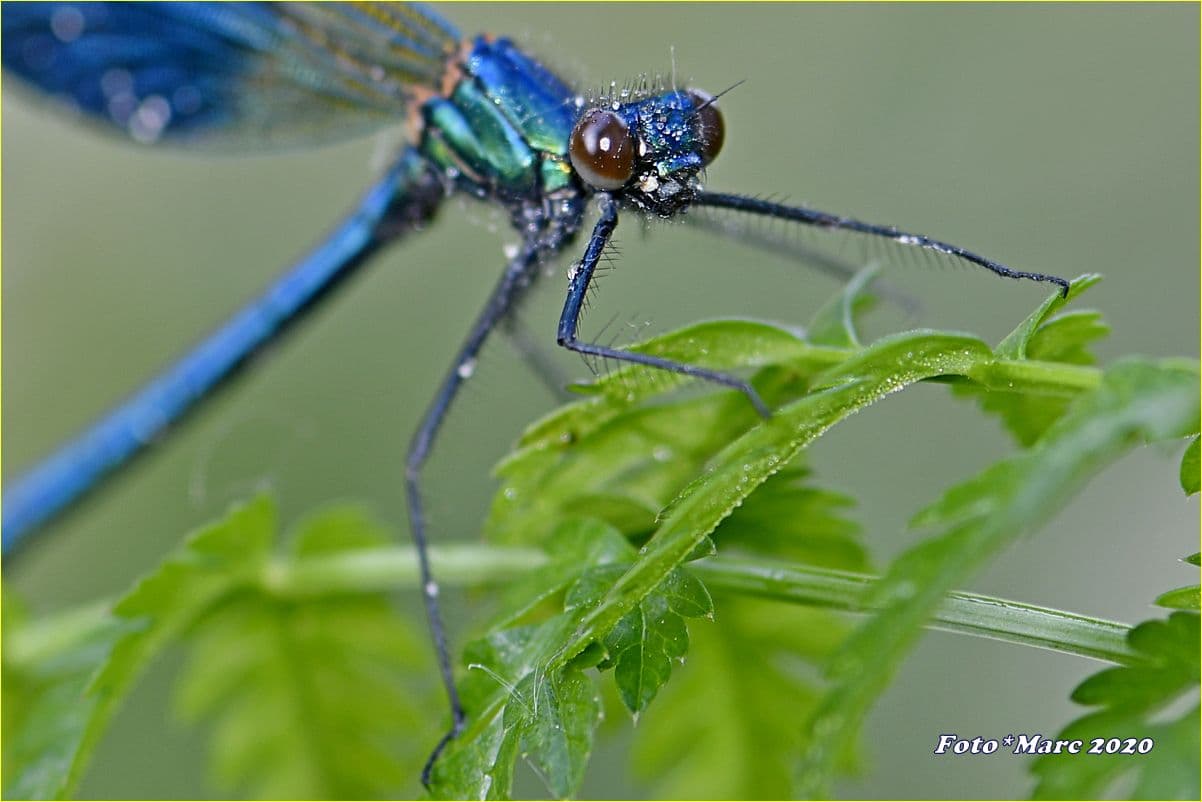 Encore un peu de soleil.. et mes ailes vont sèchées