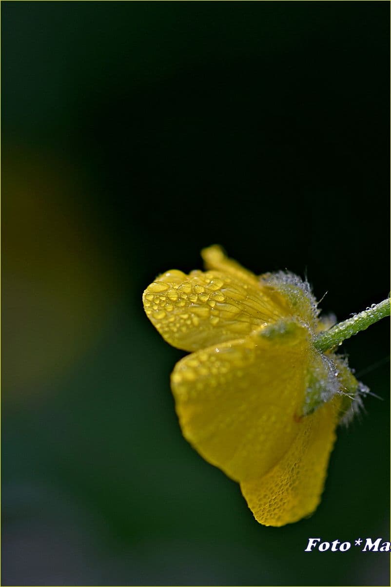 rosée sur bouton d'or