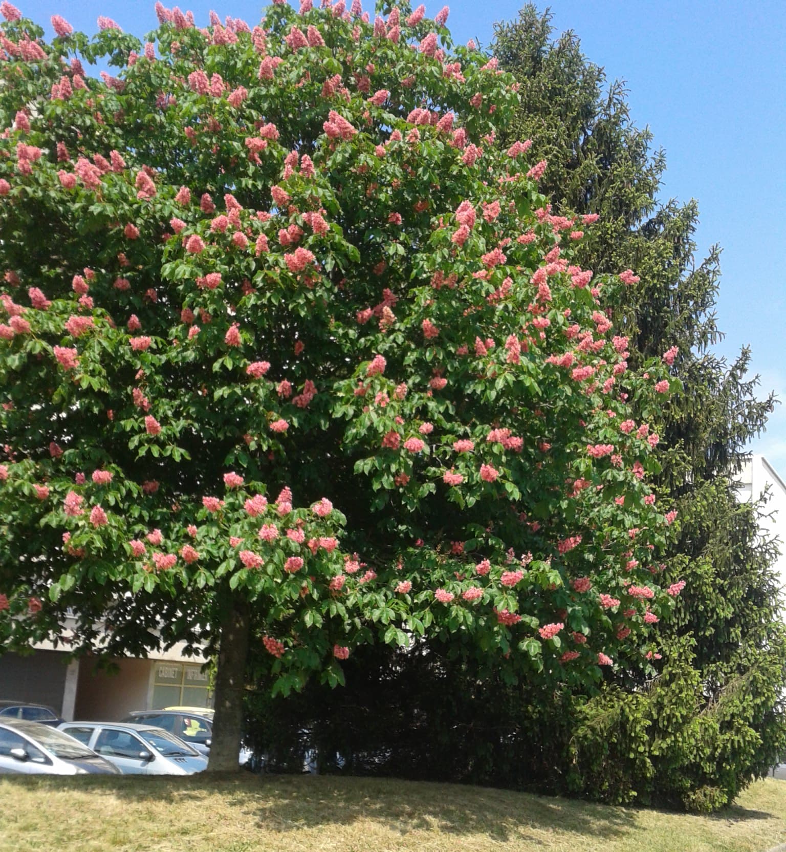 Heureusement le marronnier rose resplendit.