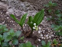 Muguet du jardin
