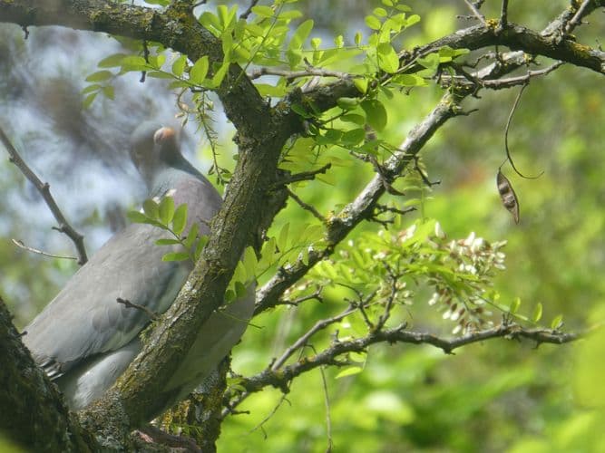 Tourterelle mâle se goinfrant de fleurs d'acacia