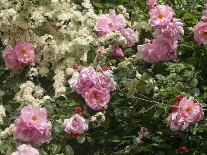 roses et aubépines