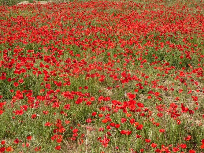 champ de coquelicots en ville.  Quartier Anthéor