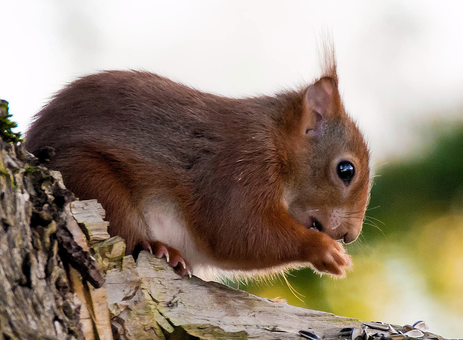 toujour le ptit roux
