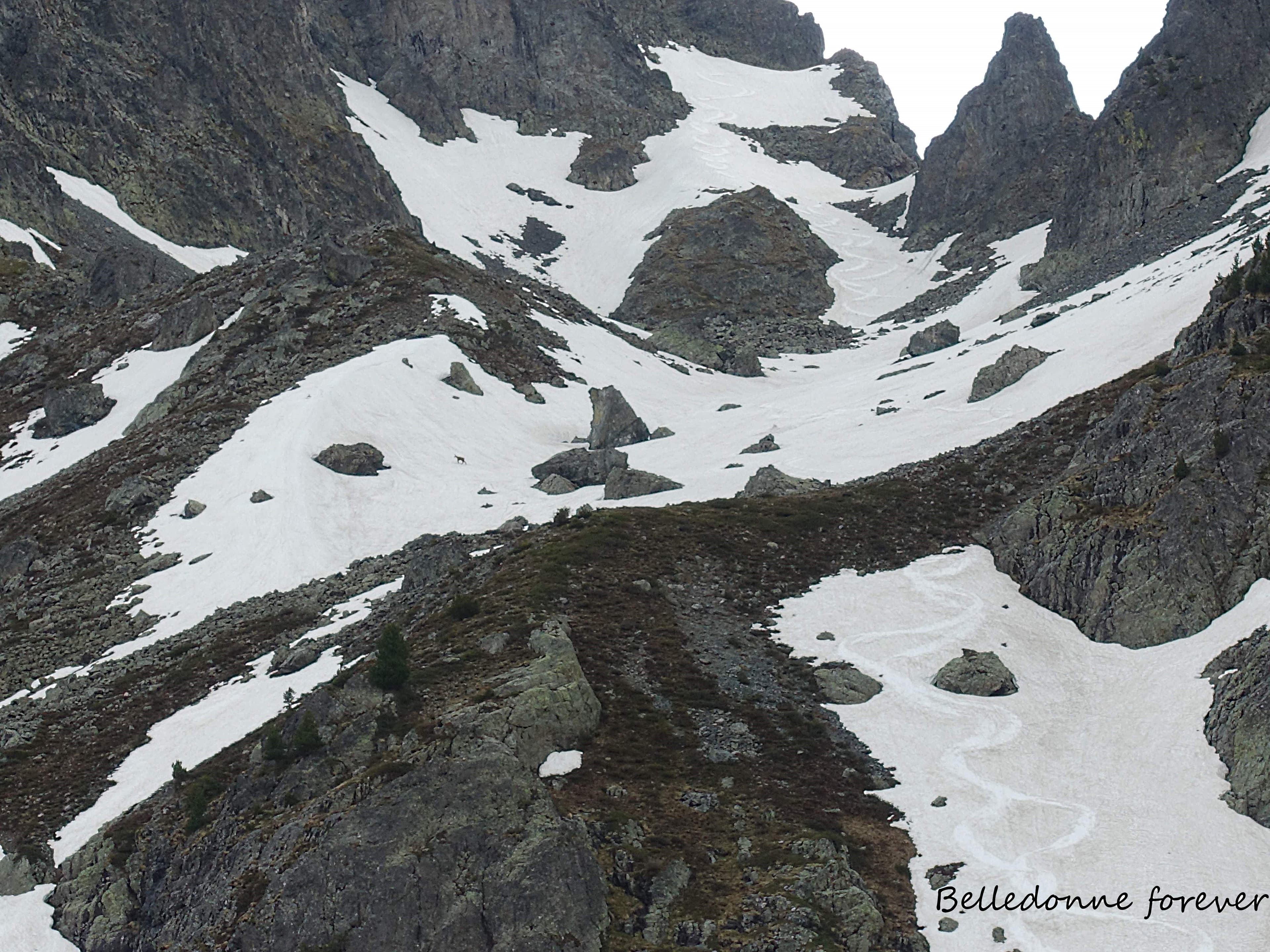 Direction les Vans sans crainte des drones, hélicoptères... seul sauf un chamois (centre gauche) dans la combe du sorbier  A.P.