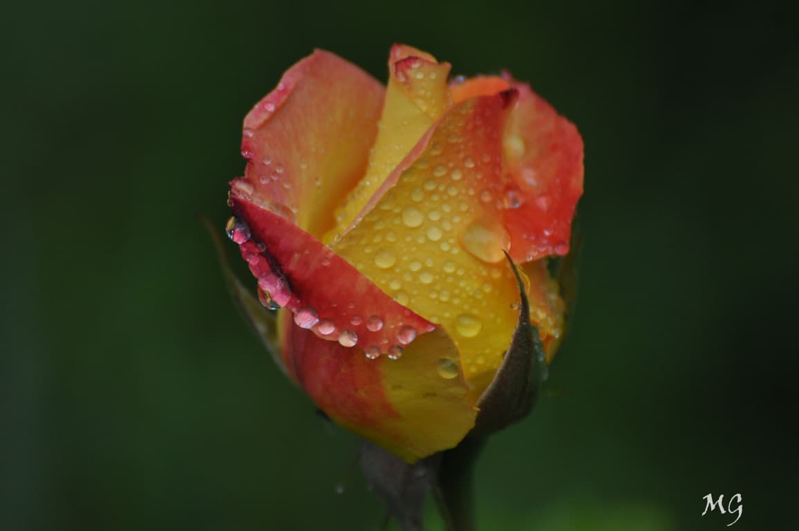 Rose de mai et perles de rosée !!!