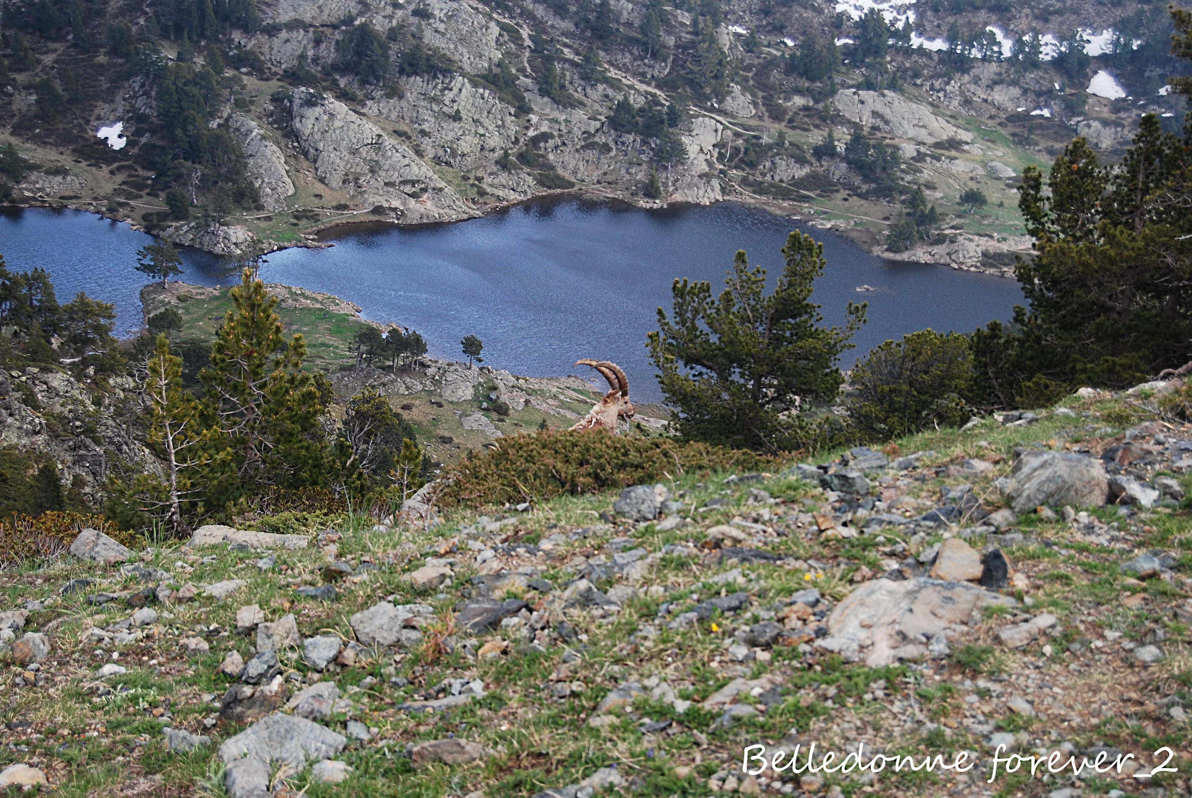 Des bouquetins au-dessus du lac Achard  L.P