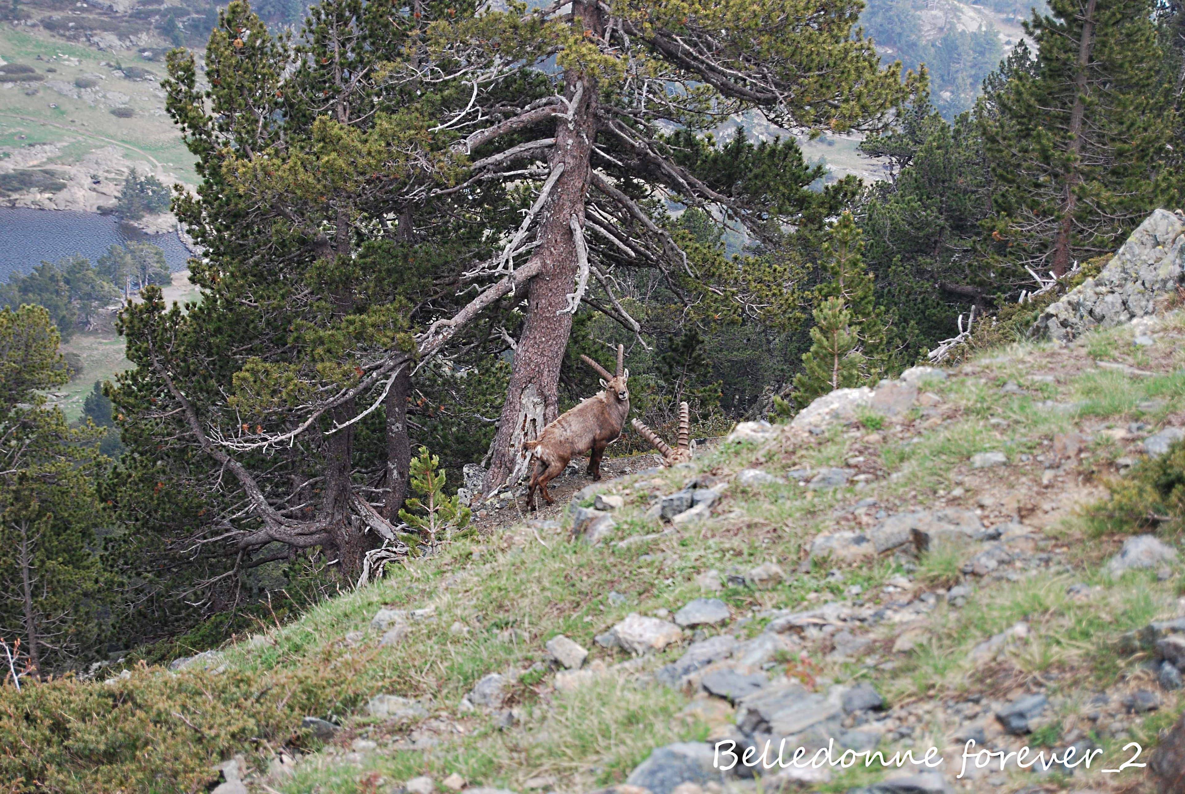 Des bouquetins au-dessus du lac Achard  L.P