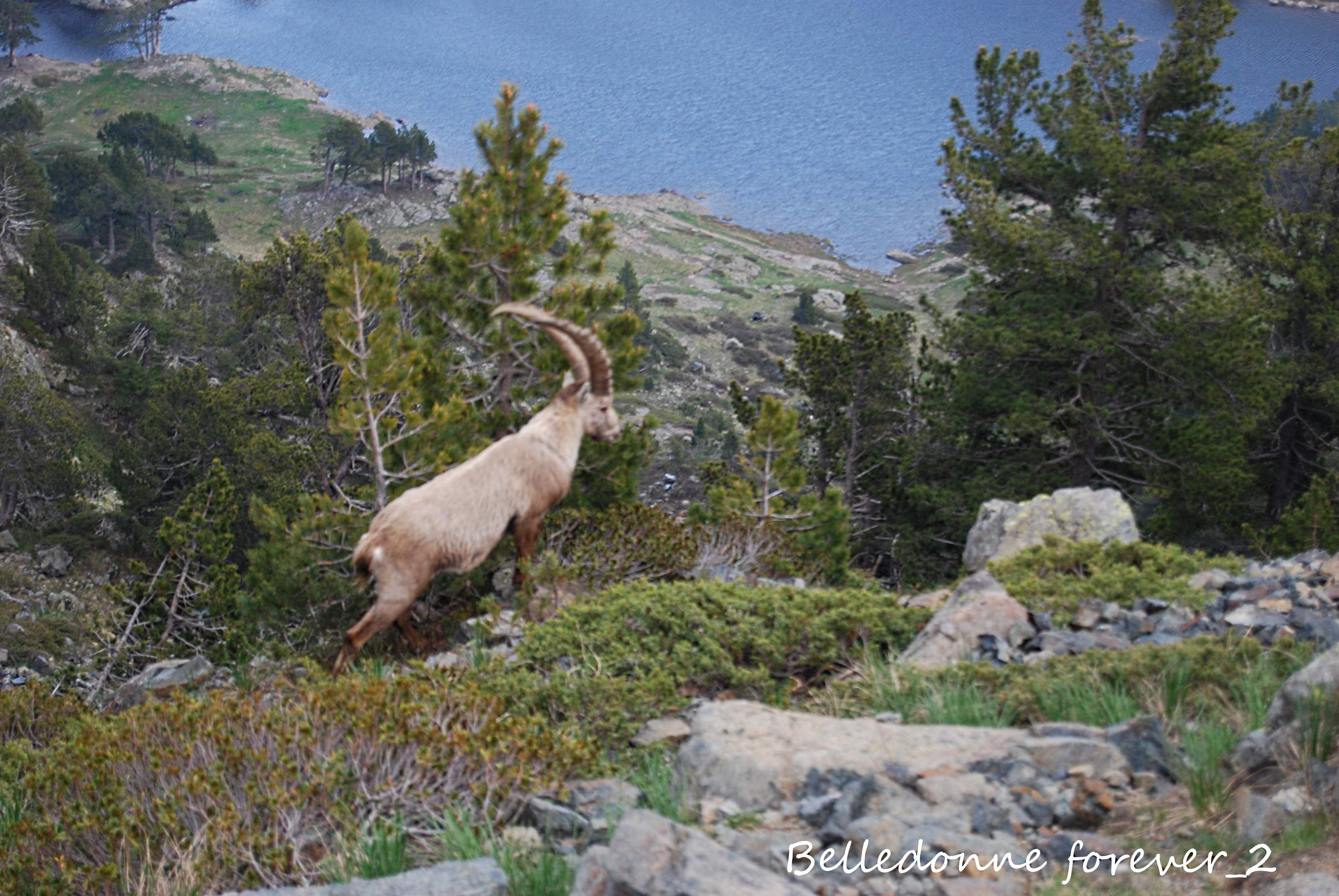 Des bouquetins au-dessus du lac Achard  L.P
