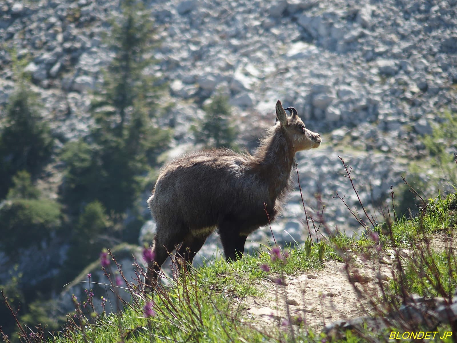 Jeune chamois sous le Charmant Som