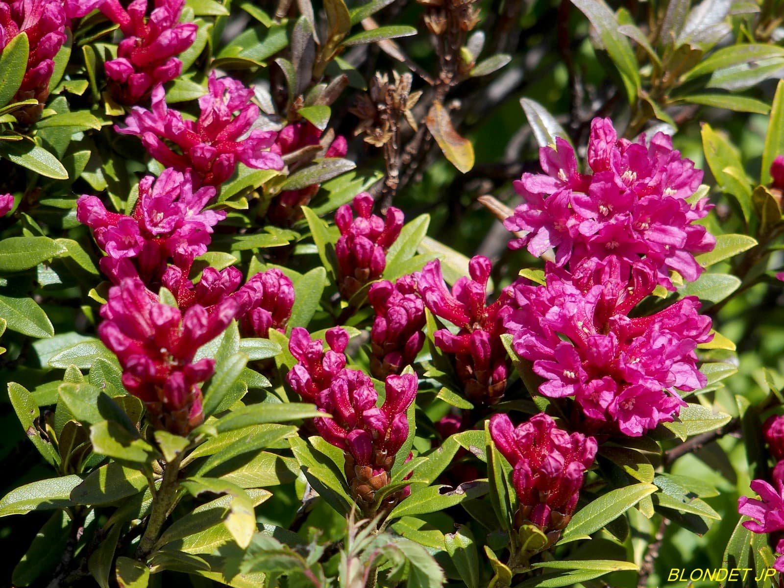 Rhododendrons au Charmant Som